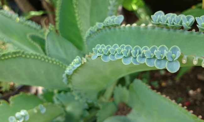 Mother of thousands plant with plantlets