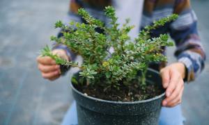 A person holding a potted plant