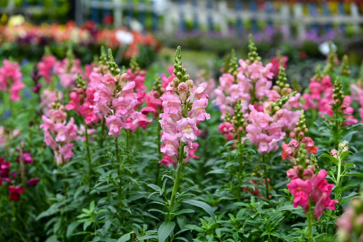 you-don-t-need-balmy-breezes-to-start-a-garden-these-plants-thrive