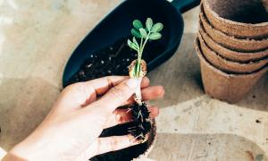 hands beside a seedling