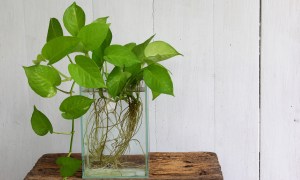 Pothos plant in a vase of water with roots