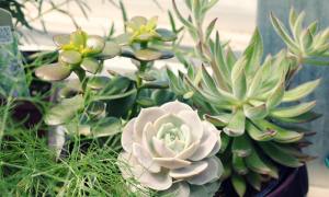 Succulent arrangement