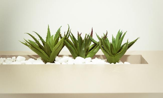 A few small aloe vera plants