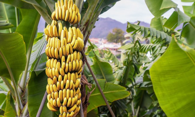 Banana tree with ripe fruit