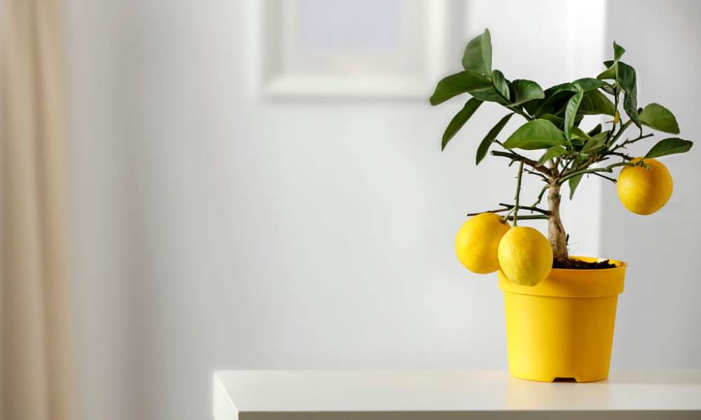 Indoor lemon tree in yellow pot