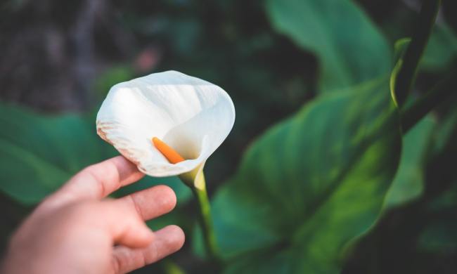 Hand touching calla bloom