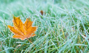 close up of a fallen leaf on frosty grass