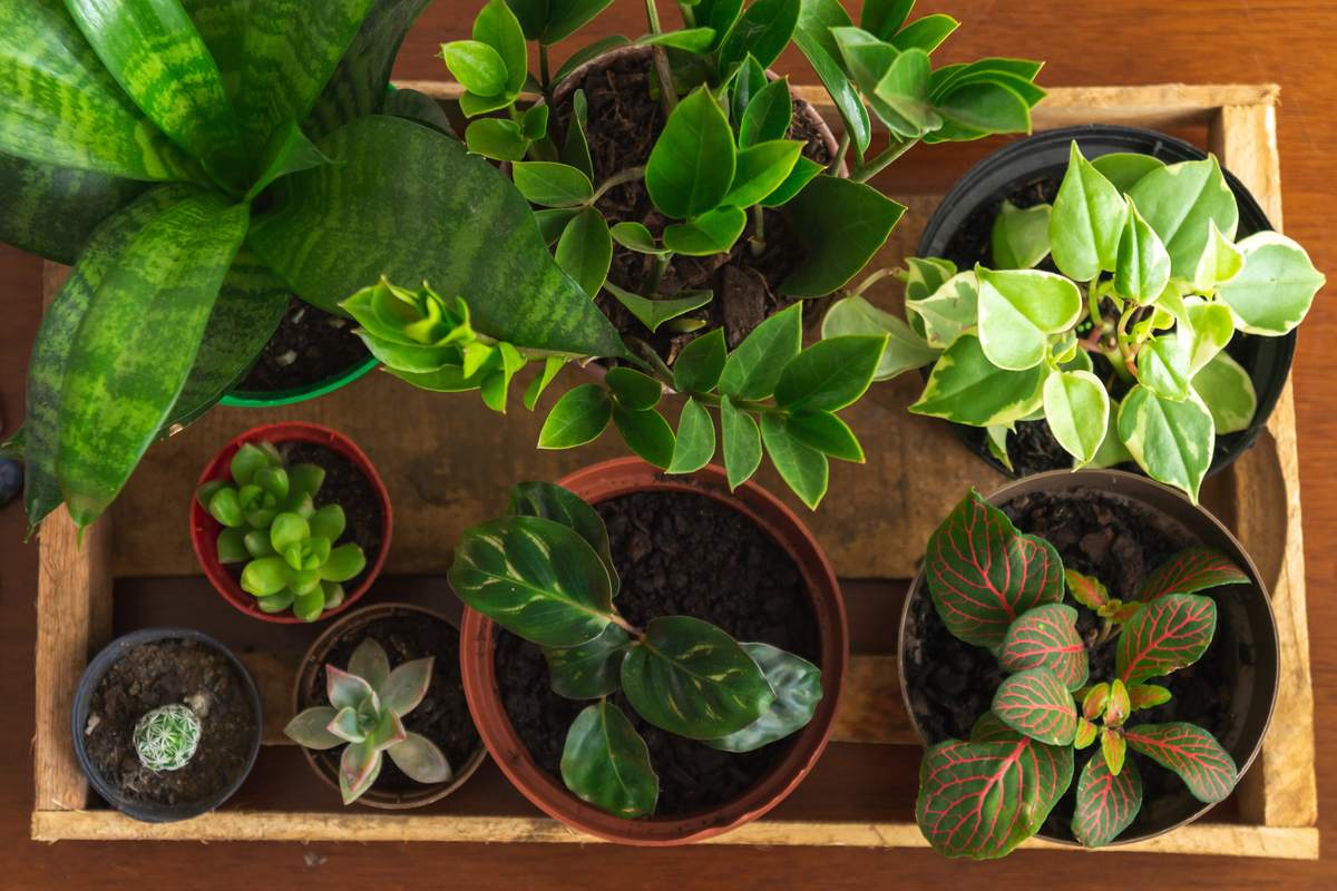 6 Indoor Plants You Can Expect To See A Lot Of In 2024 HappySprout   Houseplants In Box 