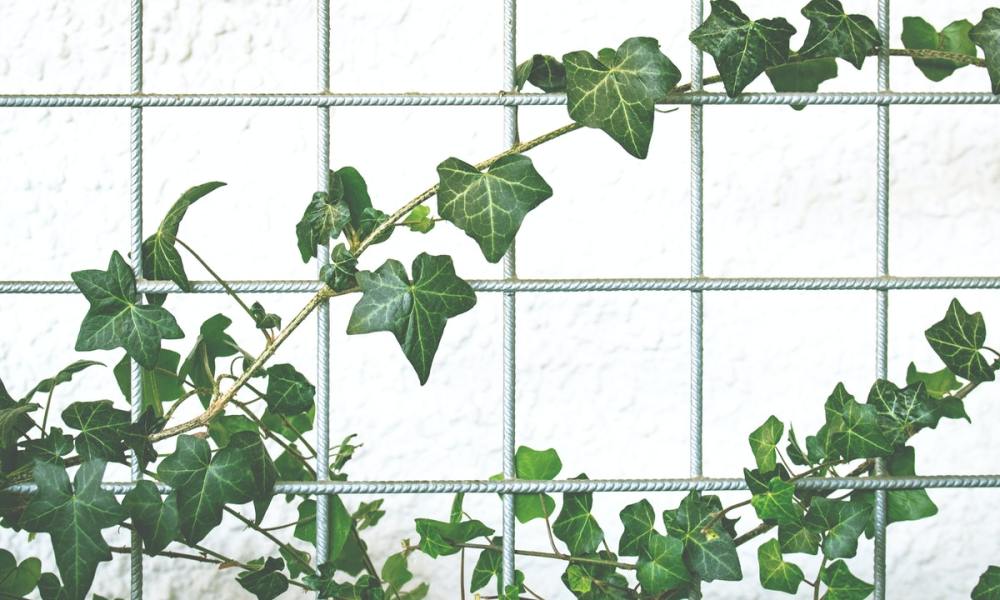 Indoor ivy on a trellis