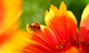 A ladybug on a red, yellow, and orange flower