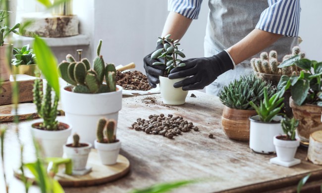 A person potting succulents