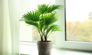 Small palm tree with fan shaped leaves in a gray pot on a window sill.