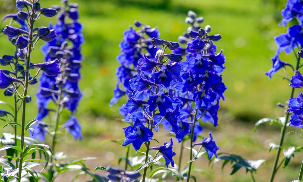 Delphinium flowers