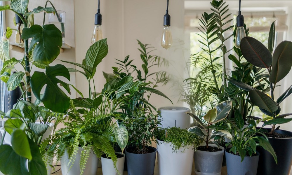 A group of houseplants