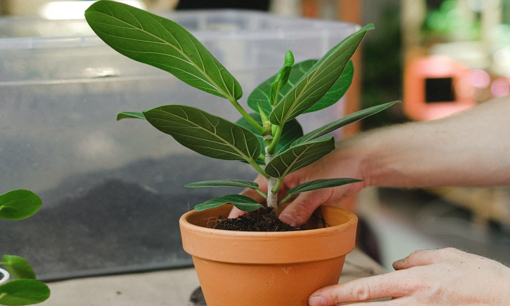 A person repotting a plant