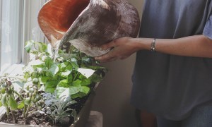 Person watering a plant box