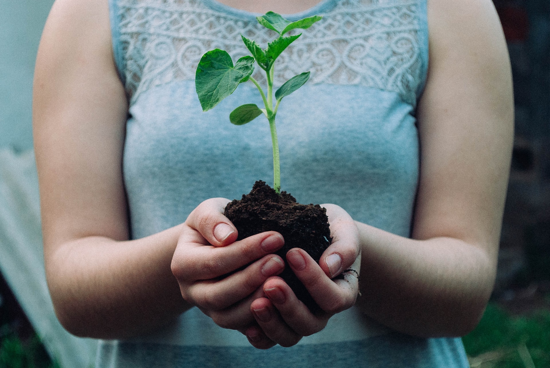 how-to-use-blood-meal-for-plants-happysprout