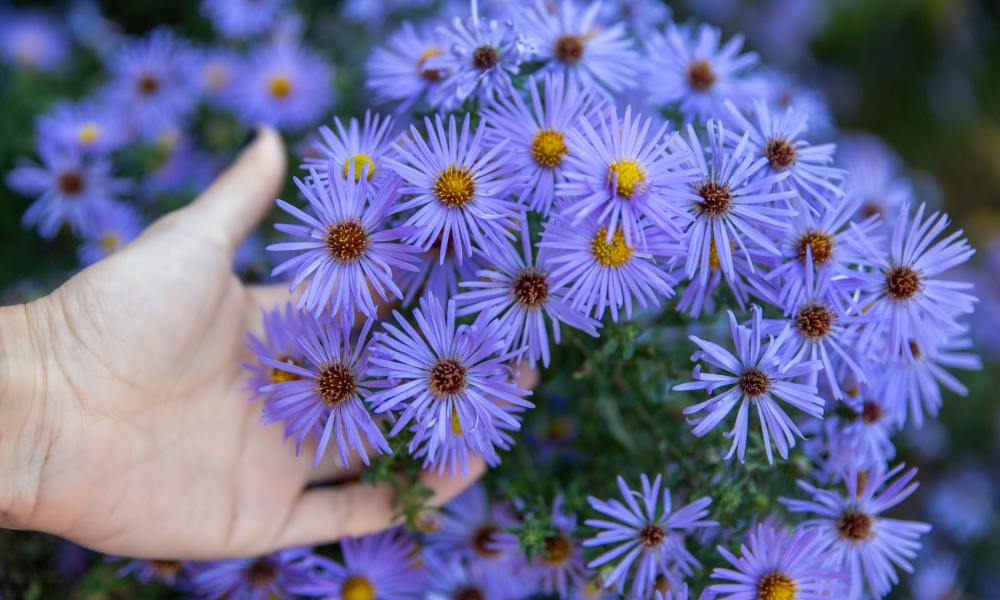 native aster