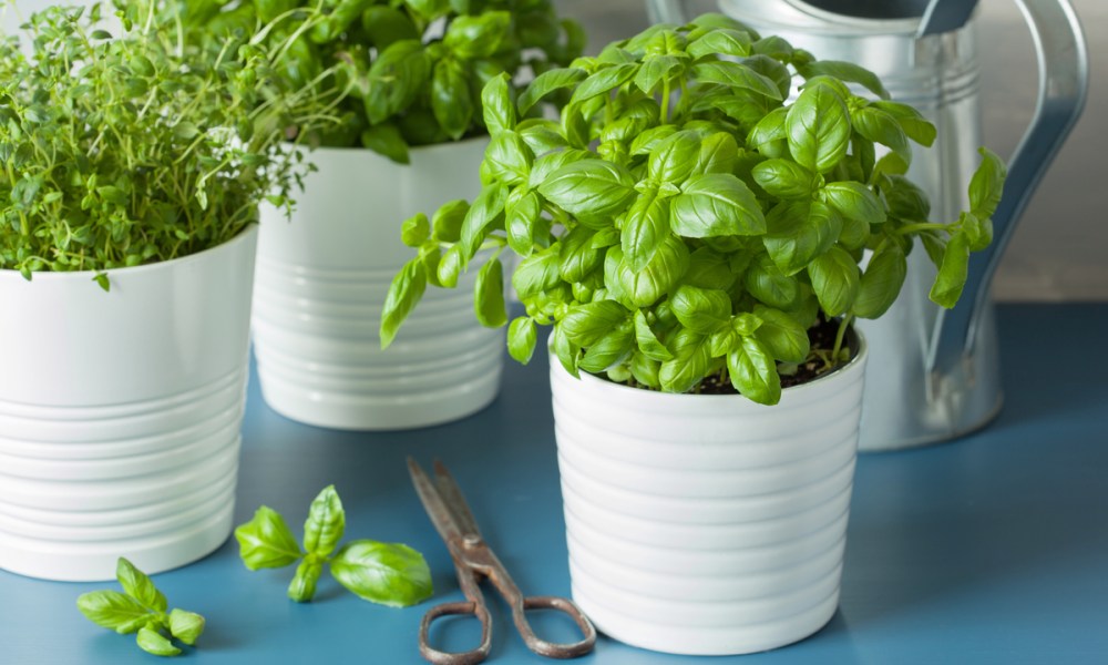 Small indoor herb garden