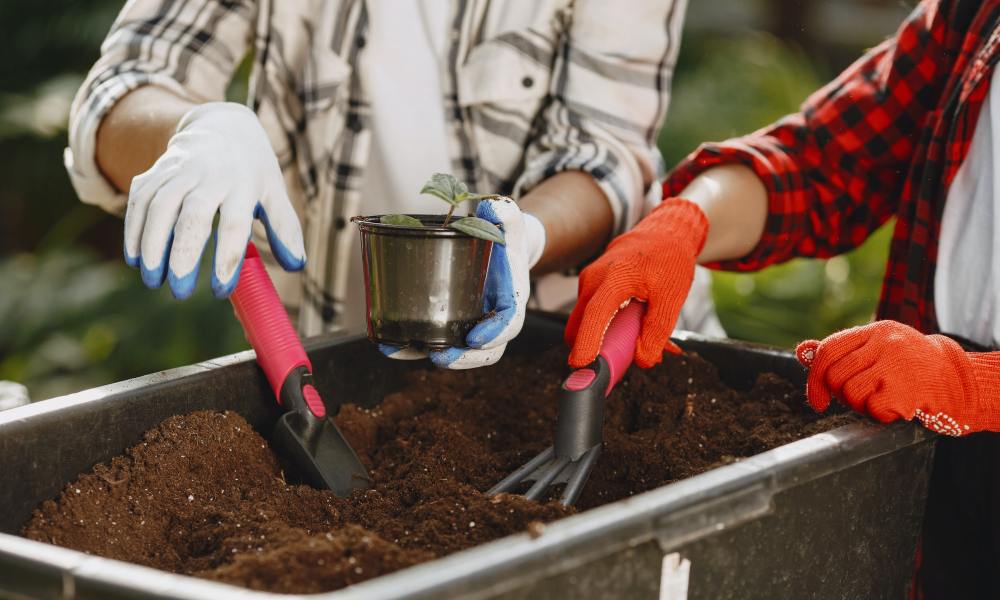 Gardeners adding compost to a plant