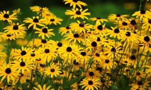 A field of black-eyed Susans