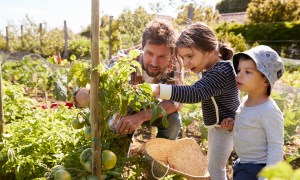 family looking at tomatoes