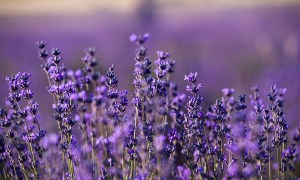 A field of lavender flowers