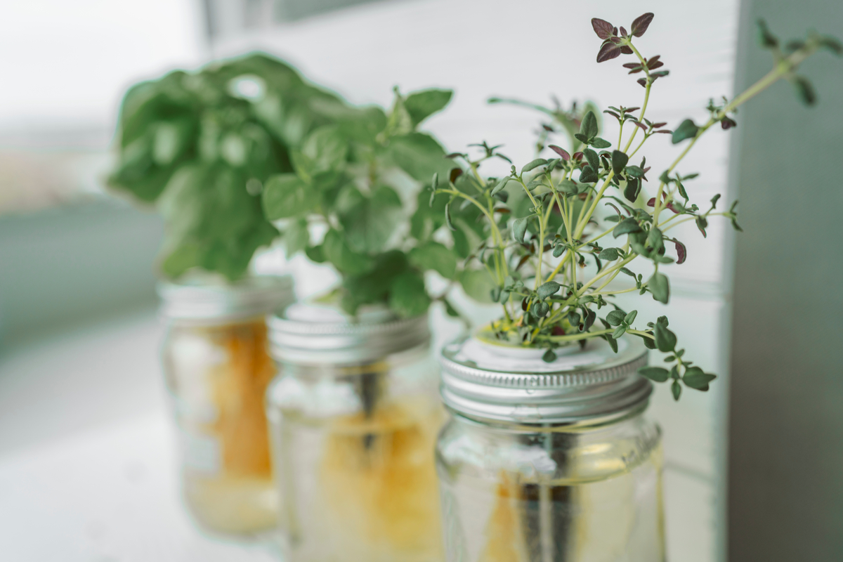 10 Creative Ways To Start A Wall Hanging Herb Garden In Your Kitchen   Hydroponic Herbs 