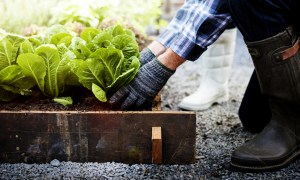 Gardener growing some lettuce