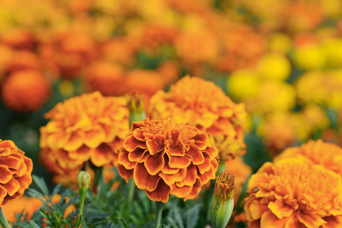 A close-up of a marigold bloom