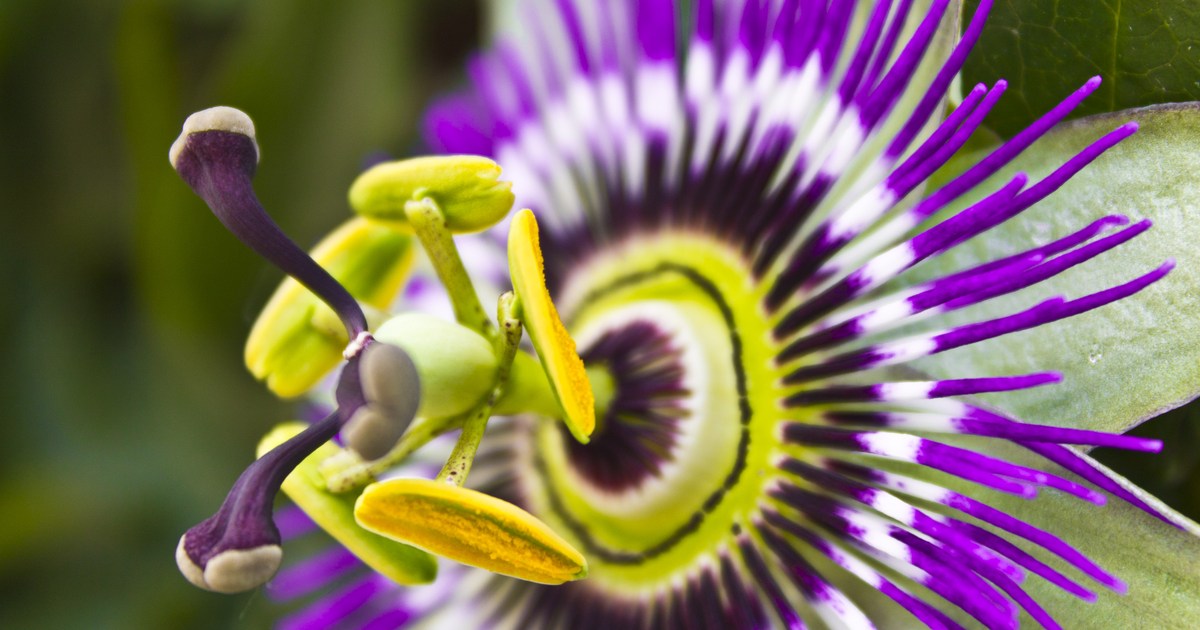 How To Grow A Passion Flower Plant Indoors Happysprout