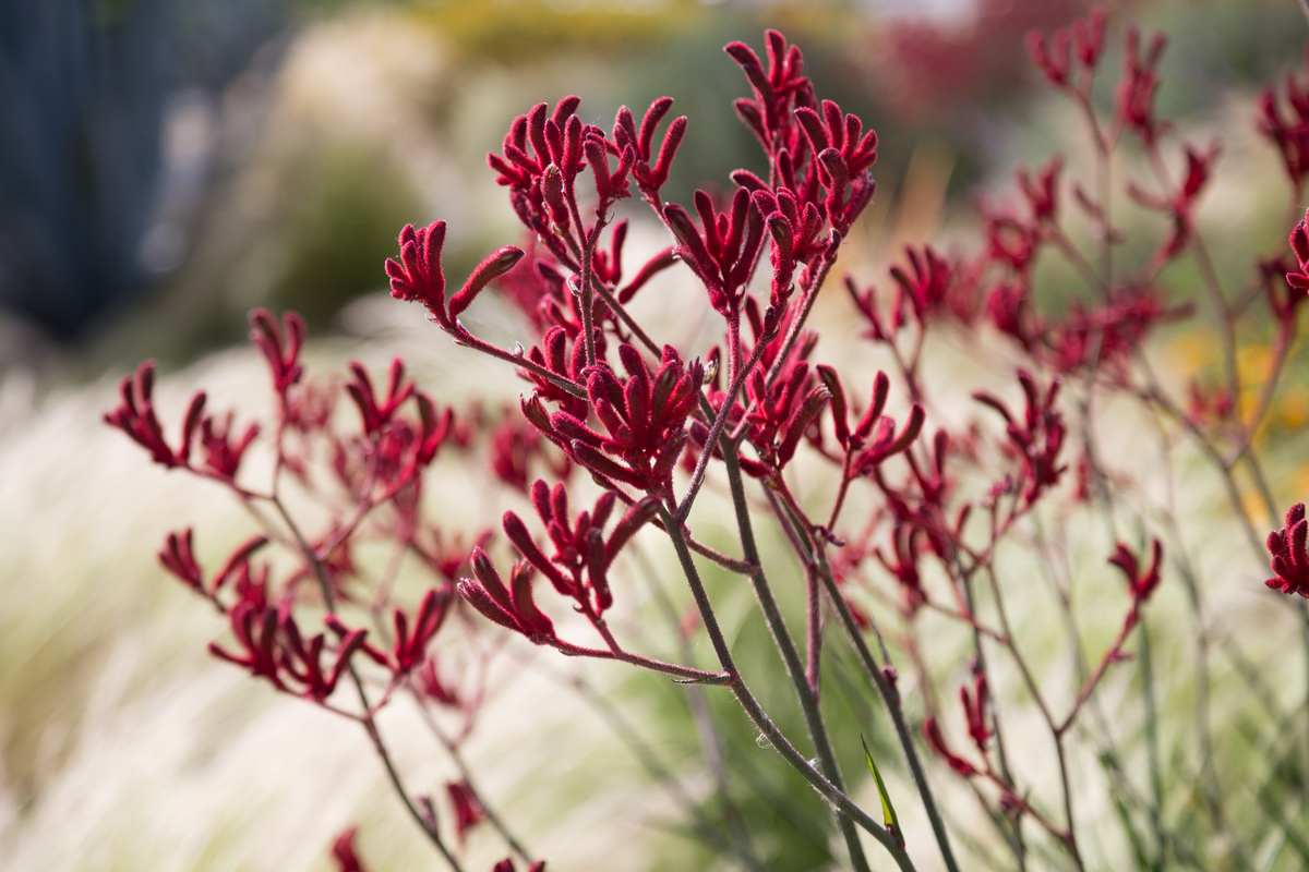 Is kangaroo paw plant toxic best sale to dogs