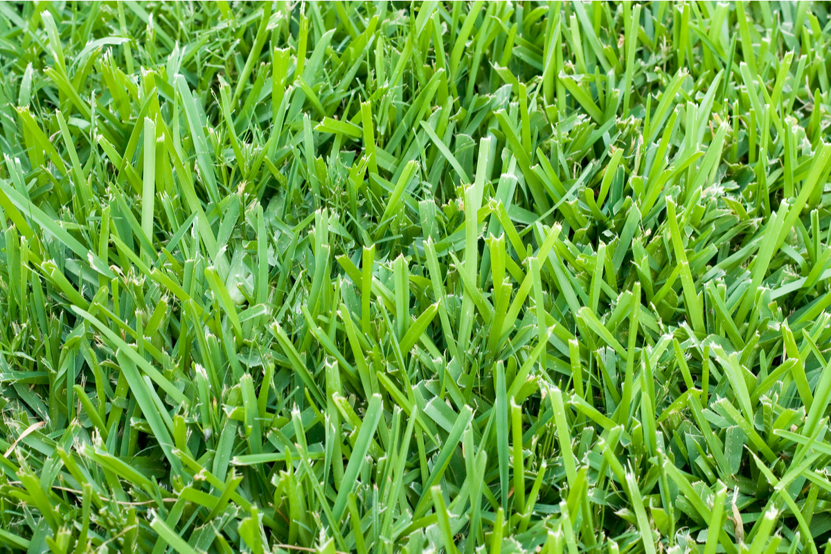 Bright green St. Augustine grass