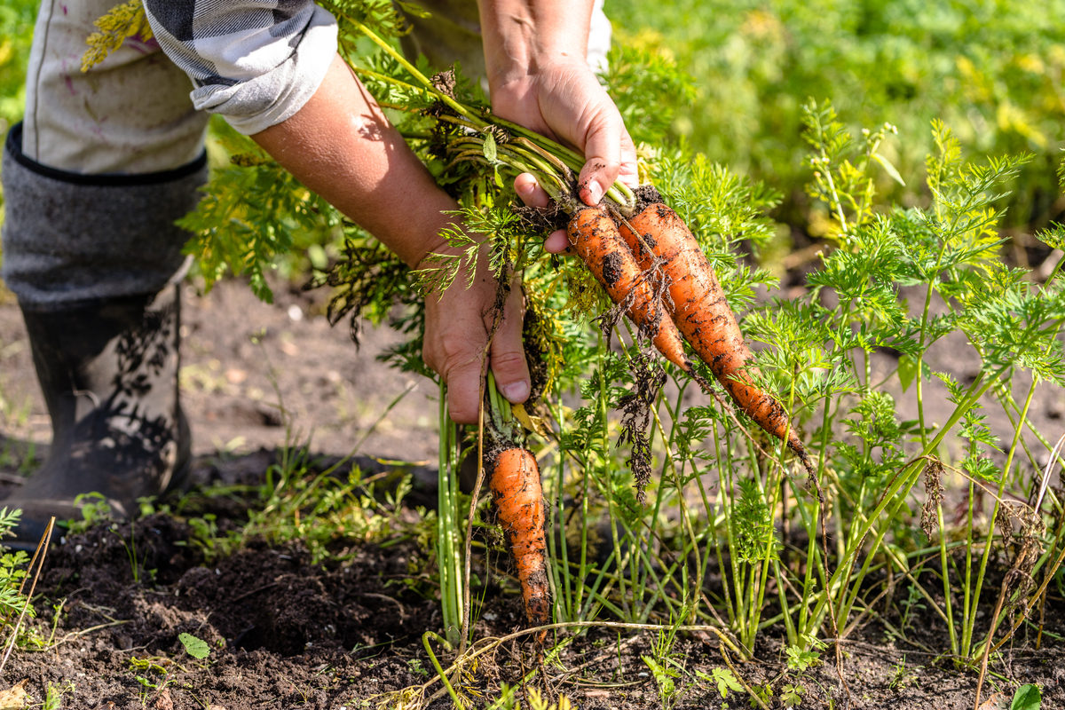 A gardener harvesting some carrots