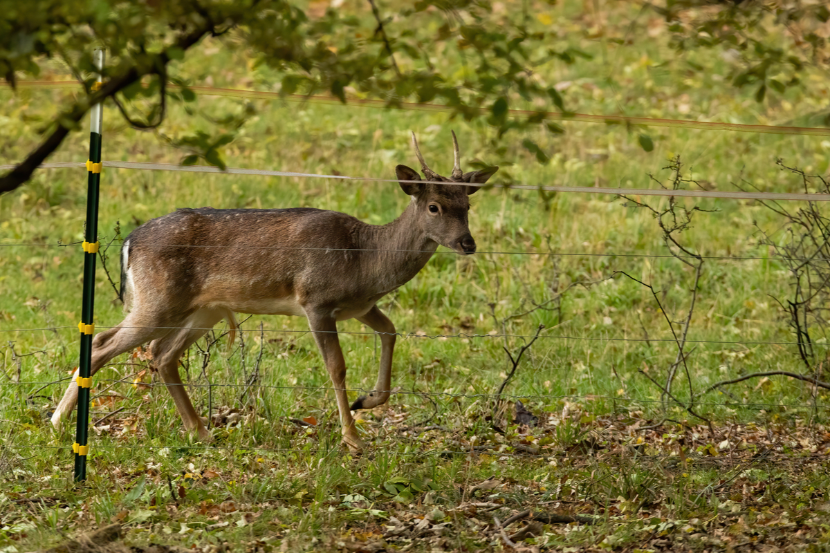 Electric fence to keep dogs out of clearance garden