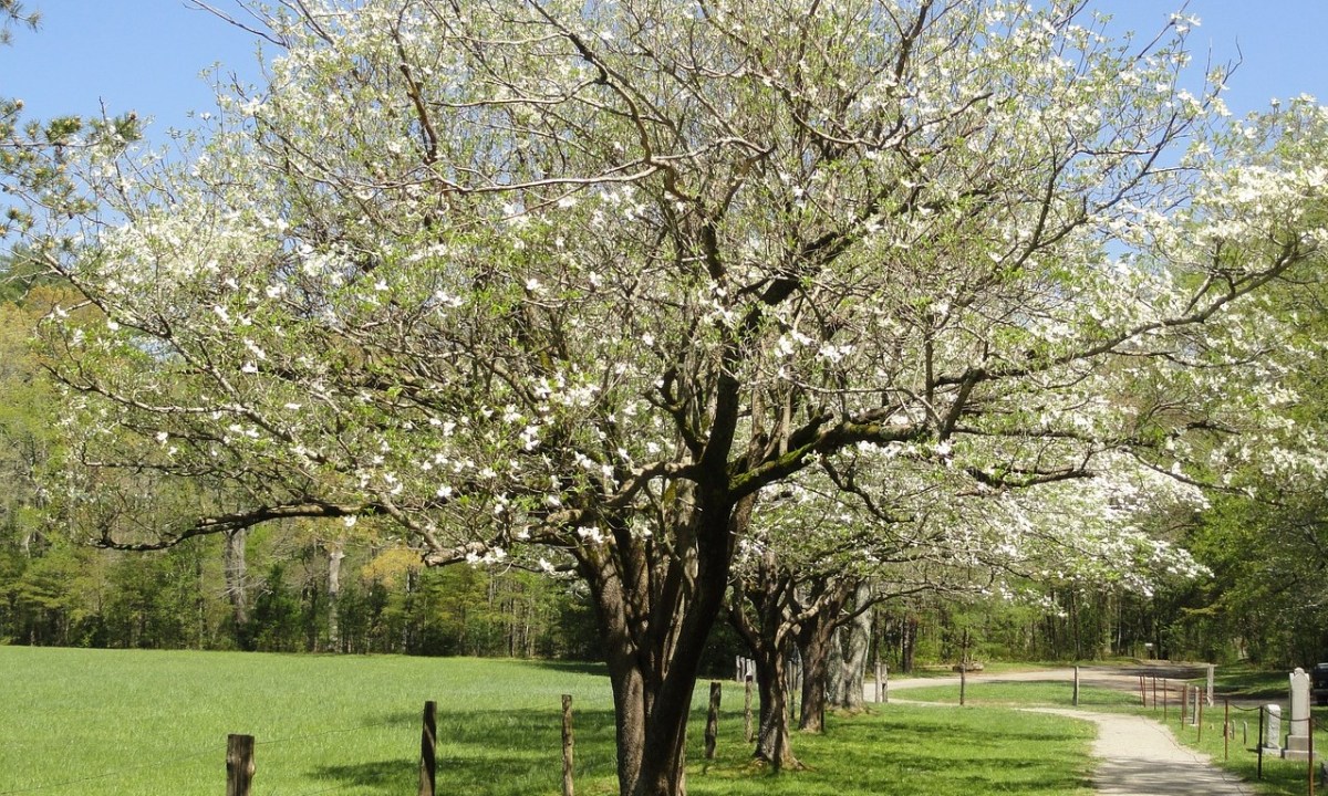 A dogwood tree with white flowers in a field