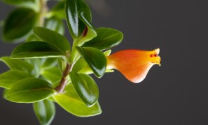 Goldfish plant