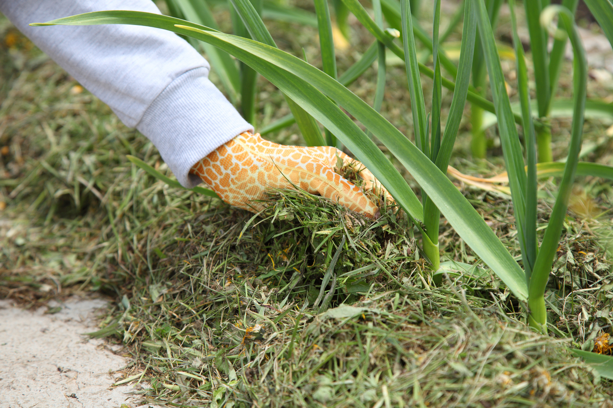 Cut best sale grass compost