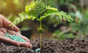 A hand dropping fertilizer around a seedling