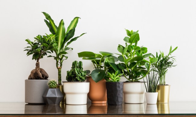 Houseplants on a shelf