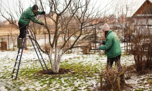 man and woman pruning an apple tree