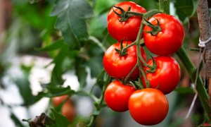 Ripe tomatoes on a vine