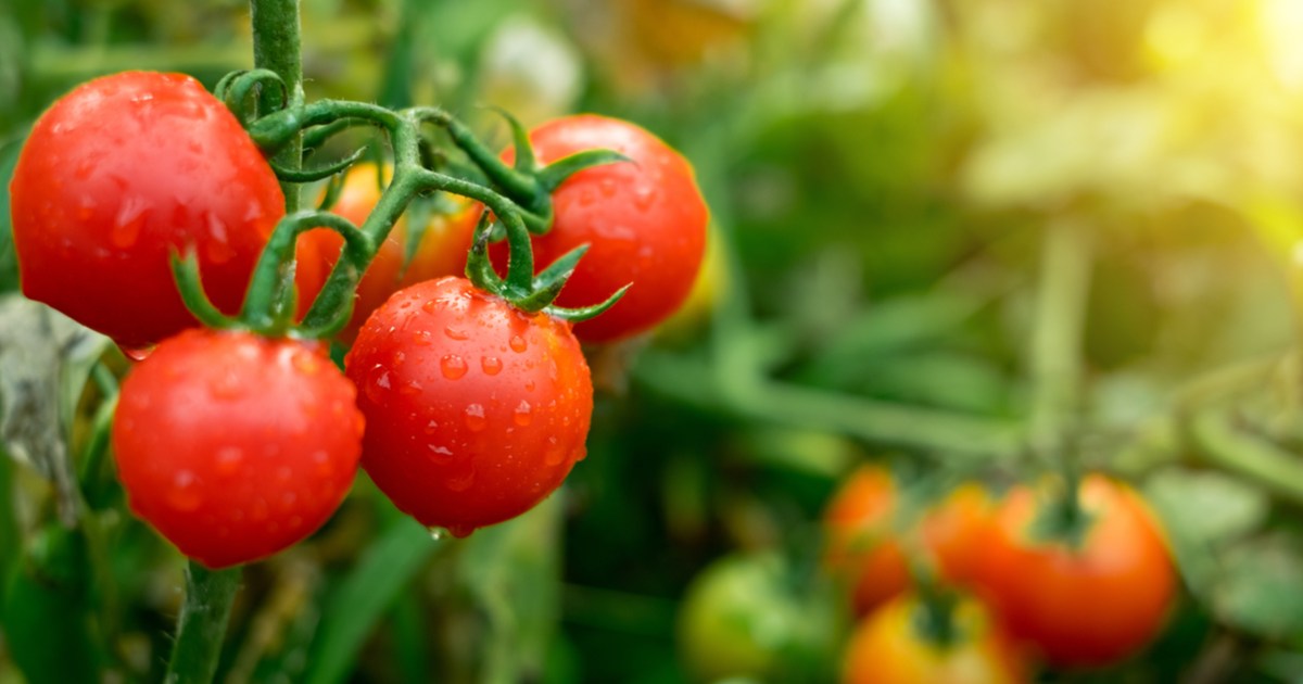 Do tomatoes really need full sun in order to grow? HappySprout