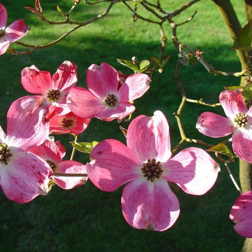 what is the best time of year to plant a dogwood tree