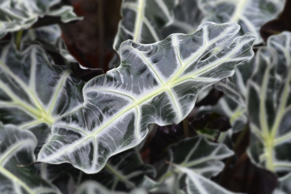 exploring the different stages of african mask plant growth