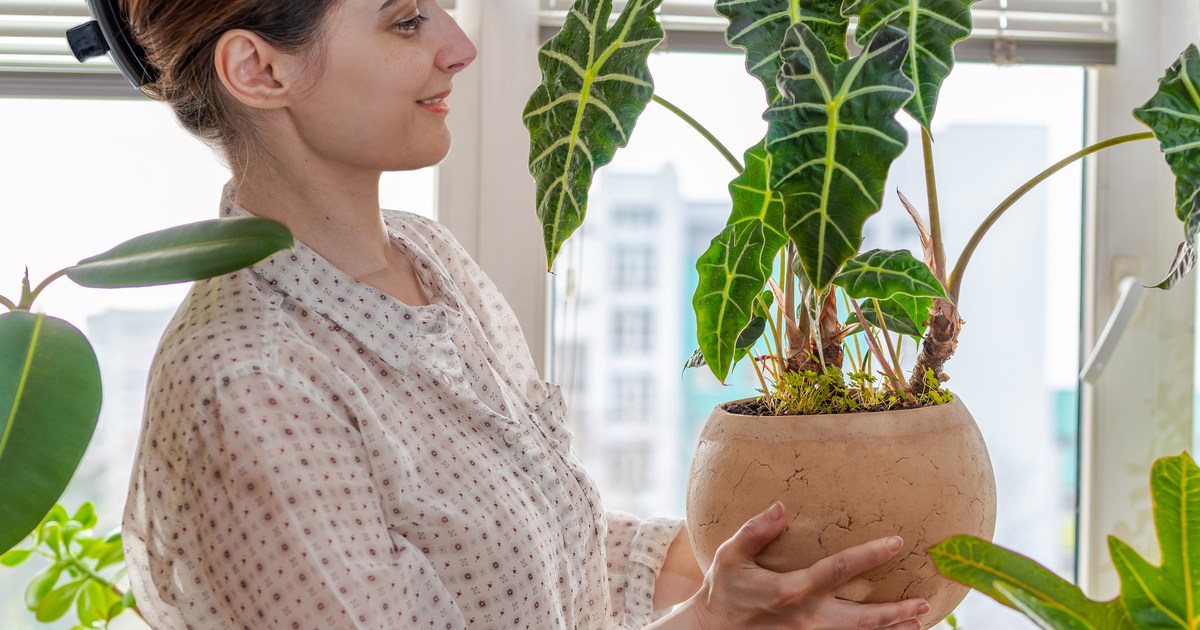 harvesting african mask plant timing and techniques