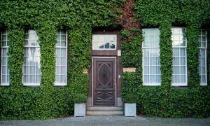 Vines growing on a house