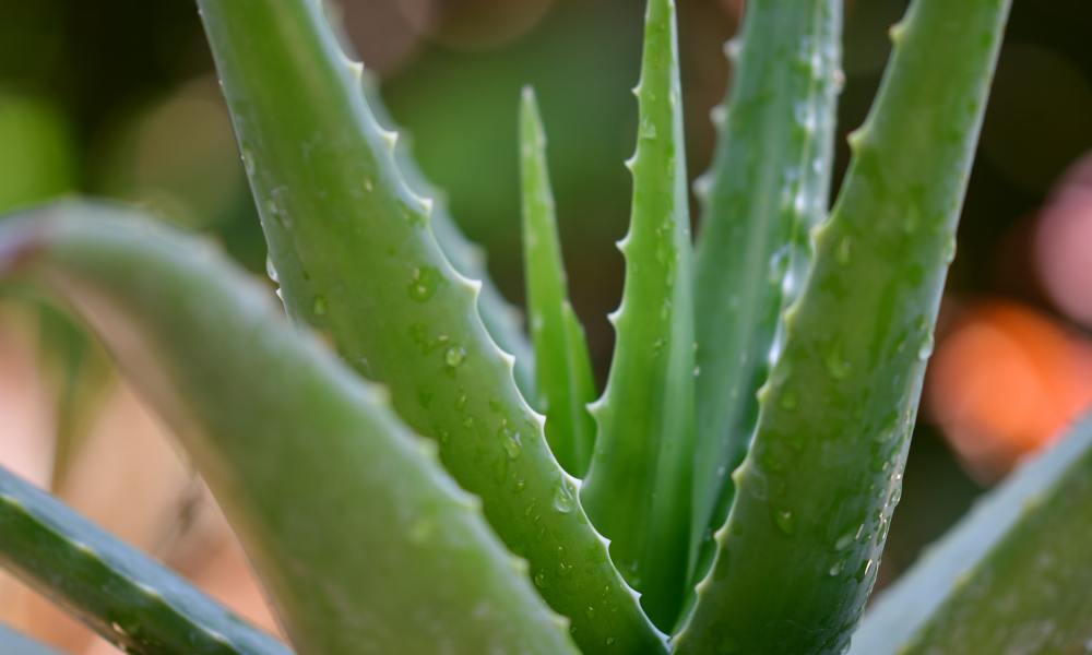 Aloe vera plant close-up