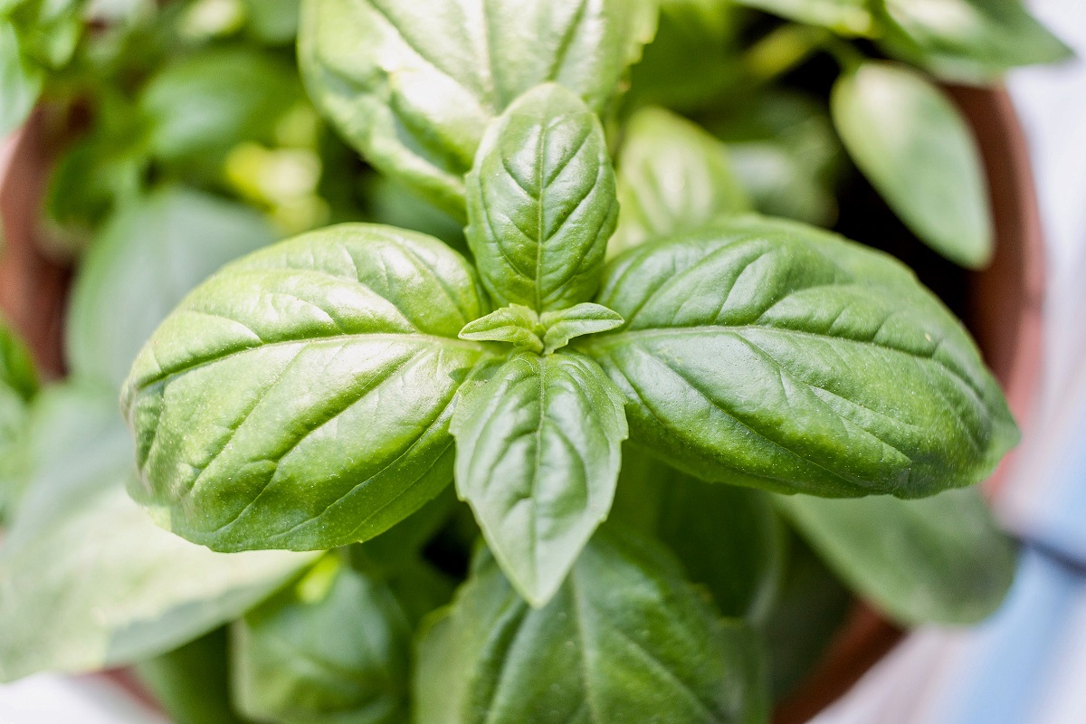 A close-up of leaves on a basil plant
