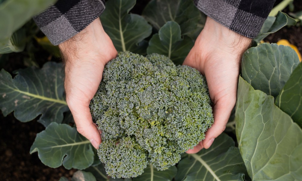 Hands showing a broccoli head growing in the garden